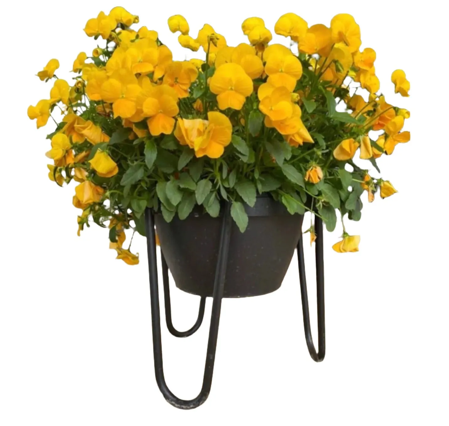 The Dorio Raised Planter